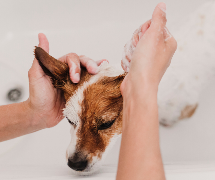 Comment nettoyer les oreilles des chiens? (anglais)